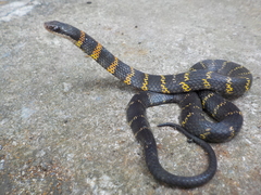 Erythrolamprus epinephalus