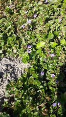 Glechoma hederacea