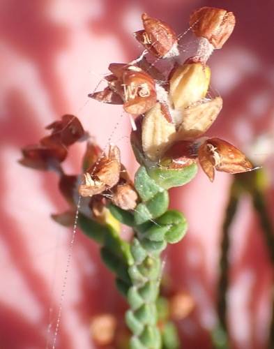 Image of Passerina rigida by (c) Nicola van Berkel, some rights reserved (CC BY-SA)