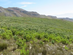 Protea aurea aurea × punctata