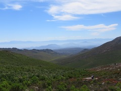 Protea aurea aurea × punctata