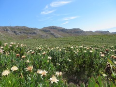 Protea aurea aurea × punctata