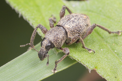 Metapocyrtus adspersus