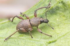 Metapocyrtus adspersus