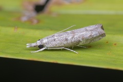 Culladia hastiferalis