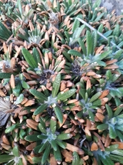 Oldenburgia paradoxa