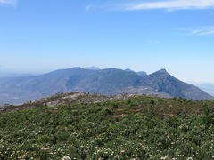 Protea aurea aurea × punctata