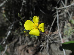 Eschscholzia ramosa