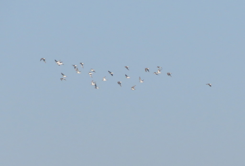 White-rumped Sandpiper