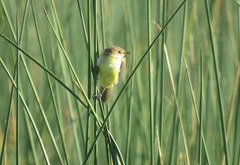 Pseudocolopteryx flaviventris