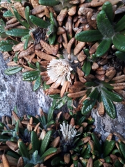 Oldenburgia paradoxa