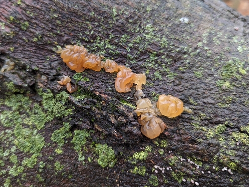 Myxarium nucleatum nuotrauka