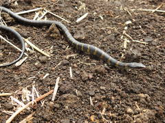 Erythrolamprus epinephalus