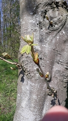 Aesculus hippocastanum