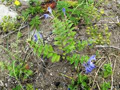 Scutellaria strigillosa