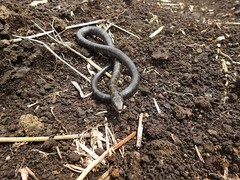 Erythrolamprus epinephalus