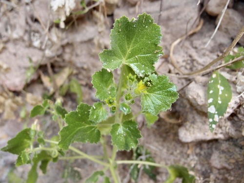 Rock nettle (Eucnide rupestris)