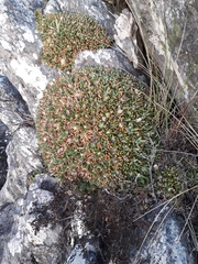 Oldenburgia paradoxa