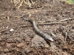 Erythrolamprus epinephalus