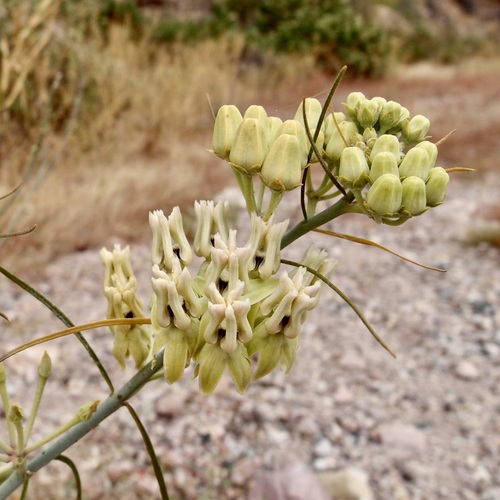 Asclepias subulata