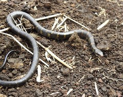 Erythrolamprus epinephalus