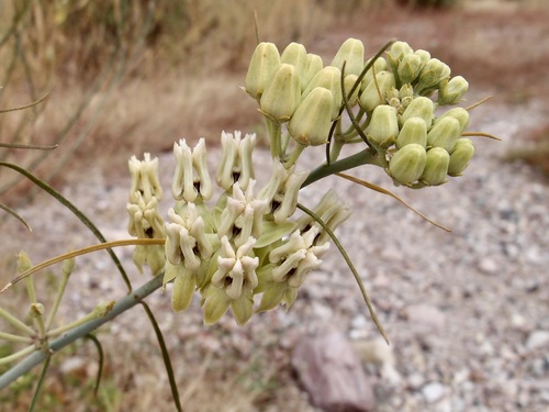 Asclepias subulata