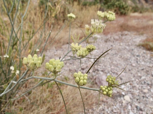Asclepias subulata