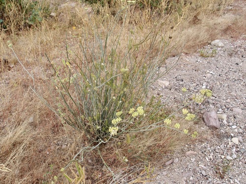 Asclepias subulata