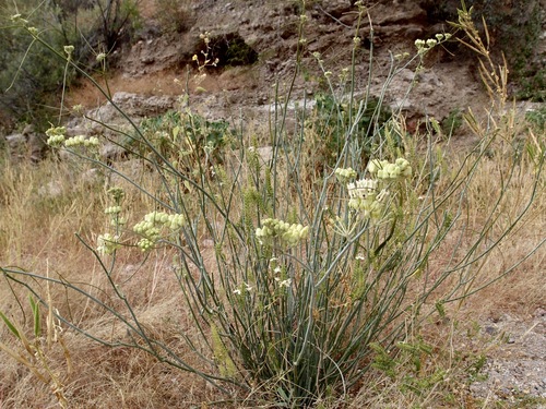 Asclepias subulata