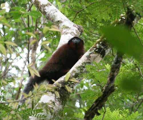 Coppery Titi