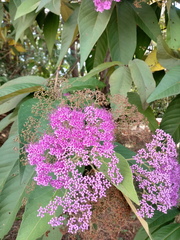 Callicarpa nudiflora