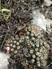 Escobaria missouriensis