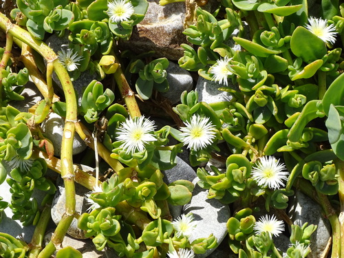 Mesembryanthemum vanrensburgii