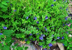 Scutellaria strigillosa