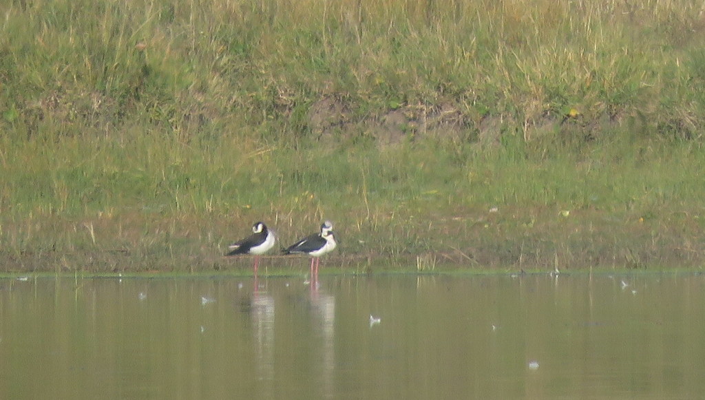 Black-necked Stilt