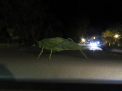 Microcentrum marginatum