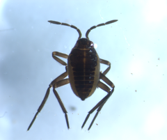 Gerromorpha