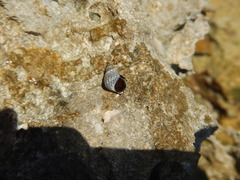 Echinolittorina