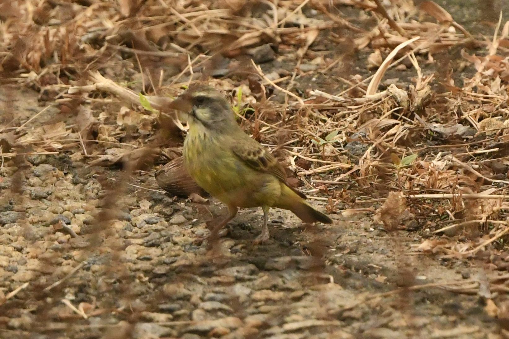 Yellow-fronted Canary