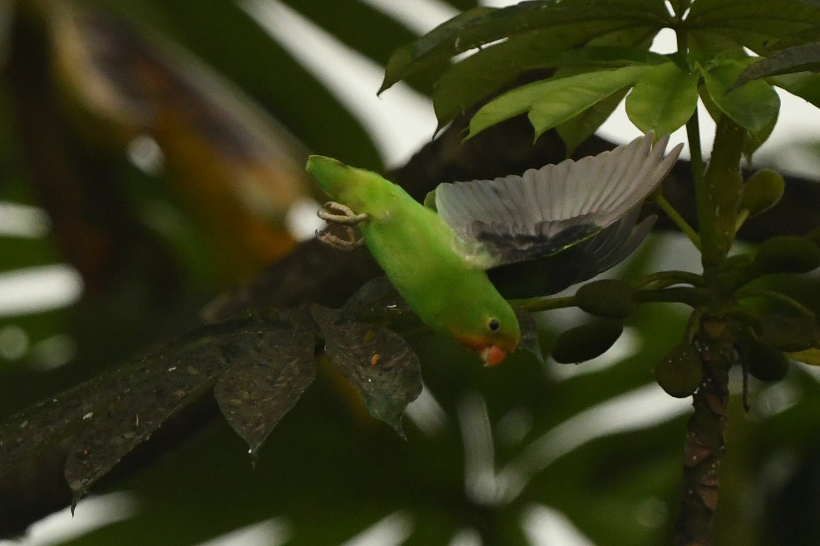 Red-headed Lovebird (Agapornis pullarius), photo 10