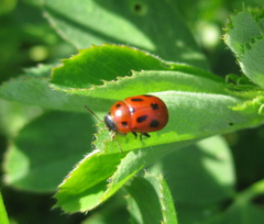 Gonioctena fornicata