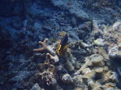 Hypoplectrus maculiferus