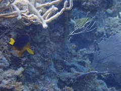 Hypoplectrus maculiferus