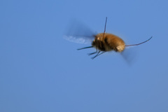 Bombylius major