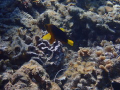 Hypoplectrus maculiferus