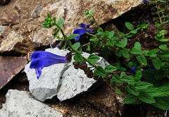 Scutellaria strigillosa