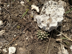 Escobaria missouriensis