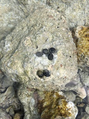 Nerita tessellata