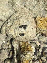 Nerita tessellata