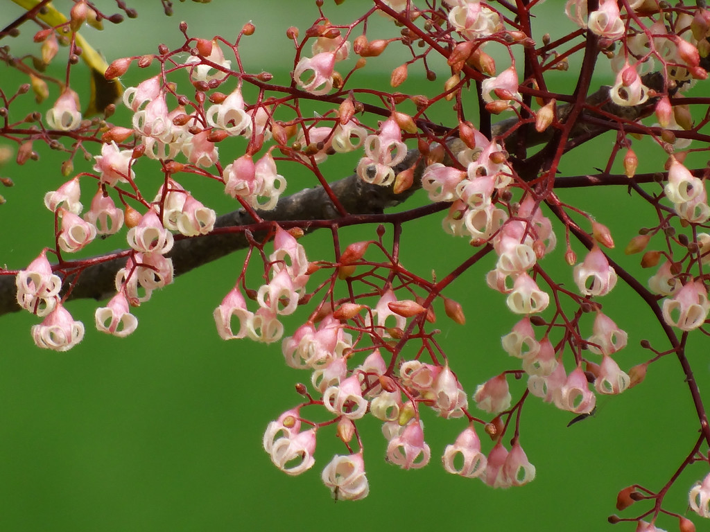 Sterculia nobilis (Sterculia nobilis)
